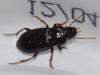 Harpalus atratus